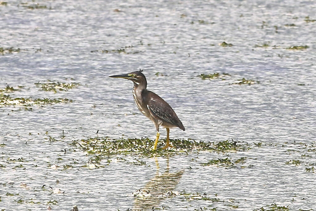 Striated Heron