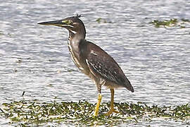 Striated Heron