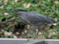 Striated Heron