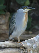 Striated Heron