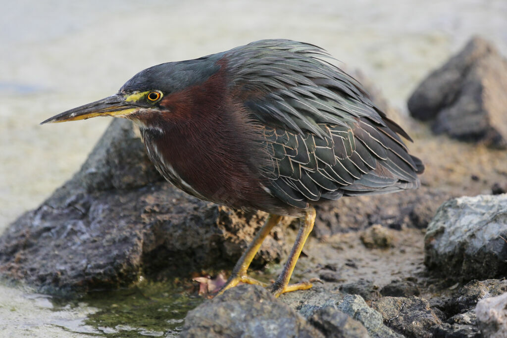 Green Heron