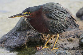 Green Heron