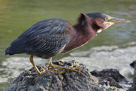 Green Heron