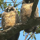 Hibou maître-bois