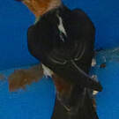 Hirondelle à front brun