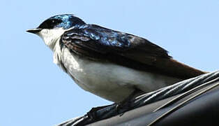 Tree Swallow