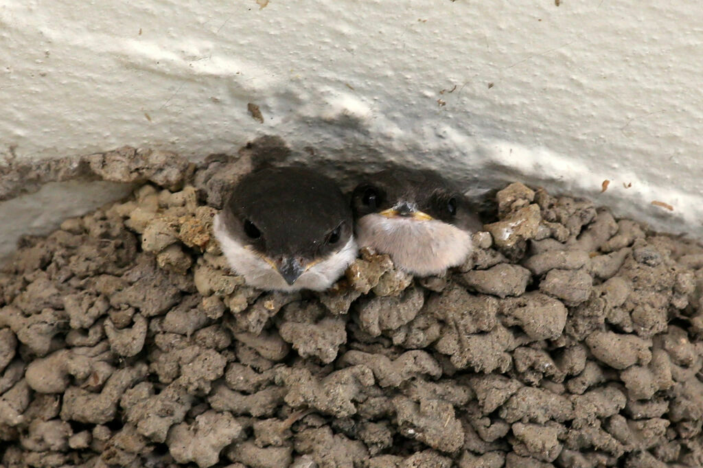 Common House Martin