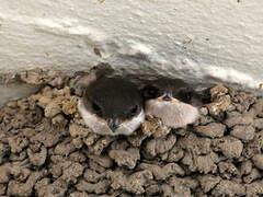 Common House Martin