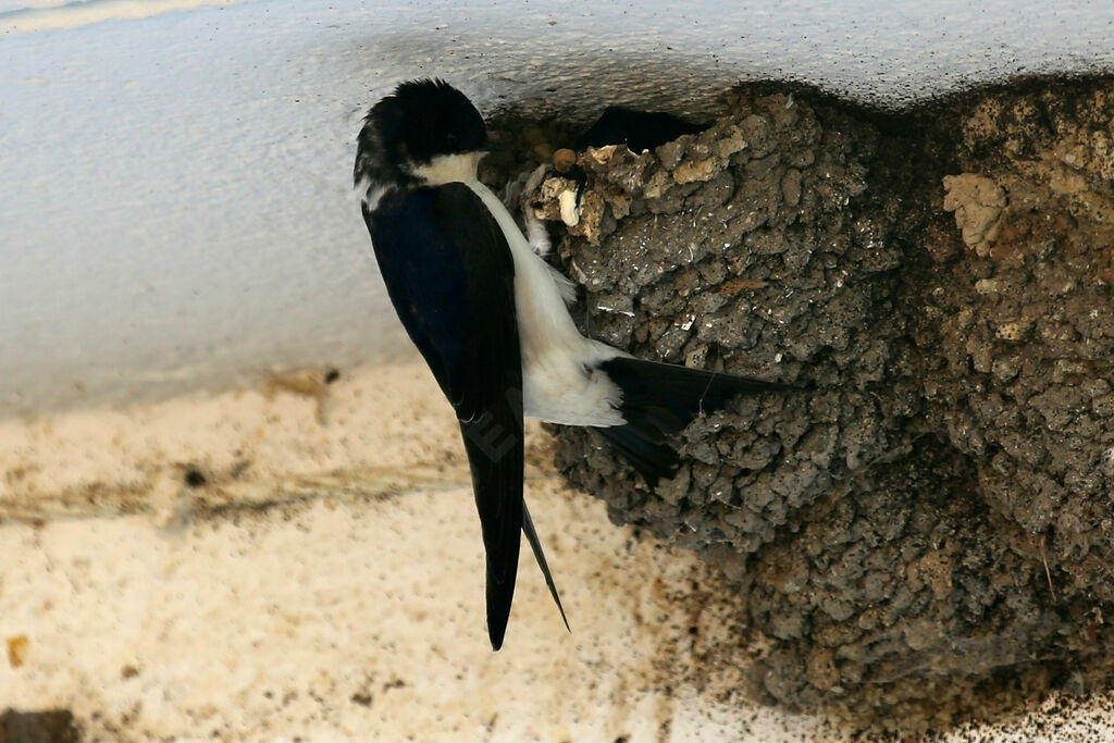 Common House Martin