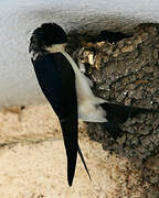 Western House Martin