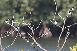 Red-chested Swallow