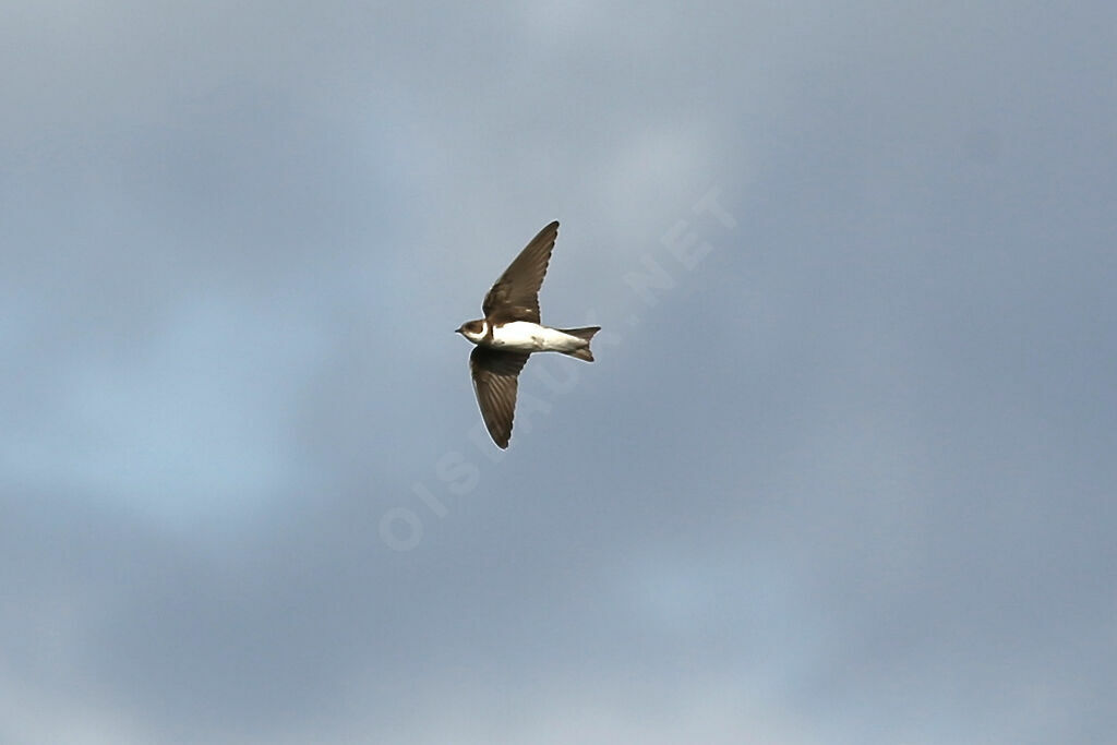 Sand Martin