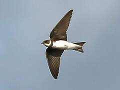 Sand Martin