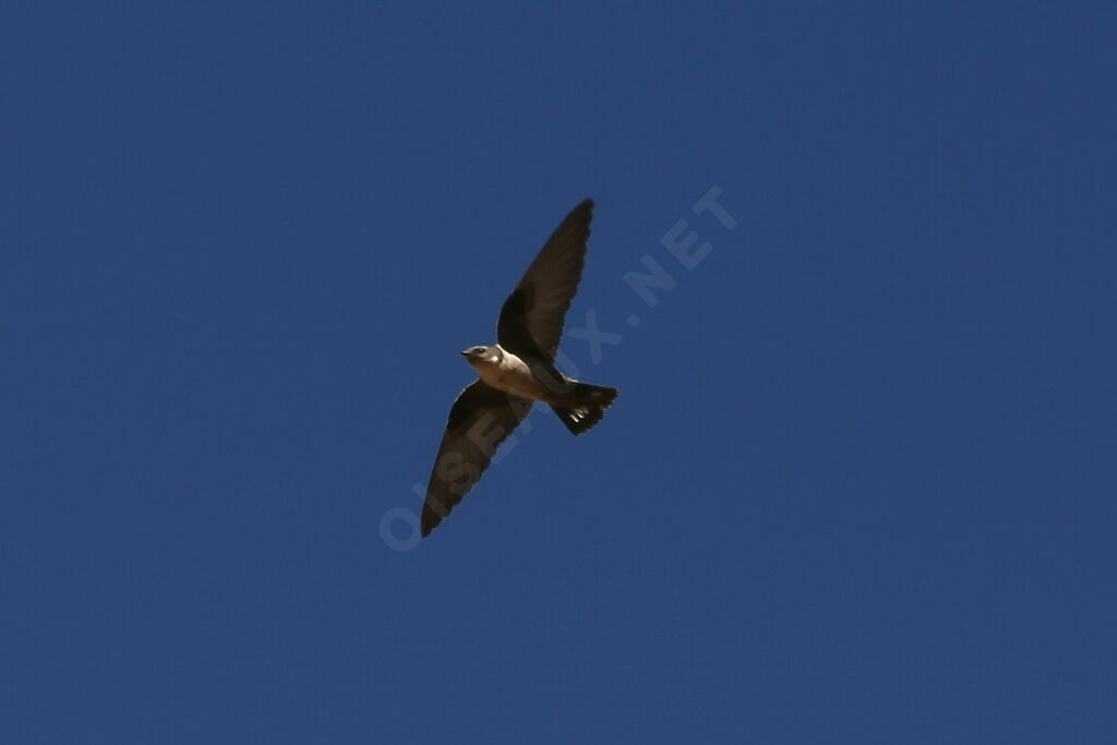 Eurasian Crag Martin