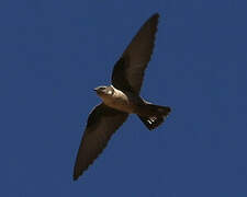 Eurasian Crag Martin