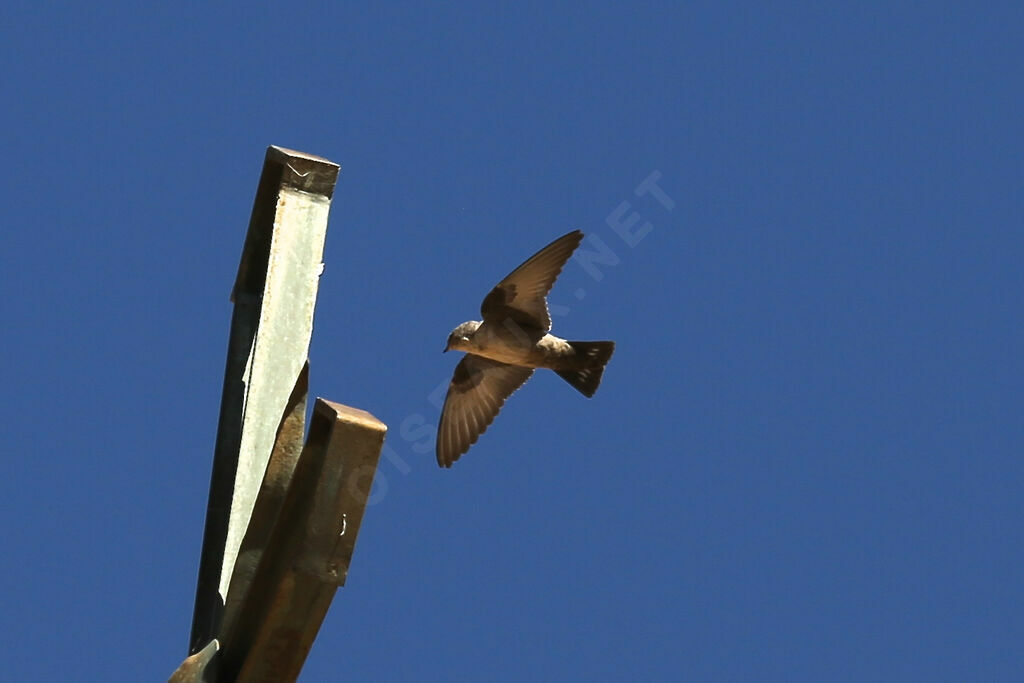 Eurasian Crag Martin