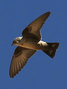 Eurasian Crag Martin