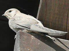 Eurasian Crag Martin