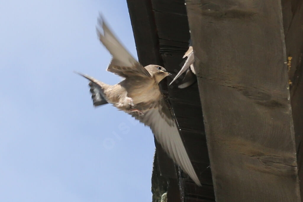 Eurasian Crag Martin