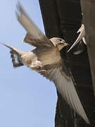 Eurasian Crag Martin