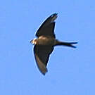 Hirondelle hérissée