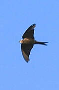 Black Saw-wing