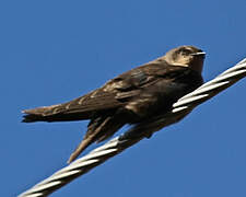 Hirondelle isabelline