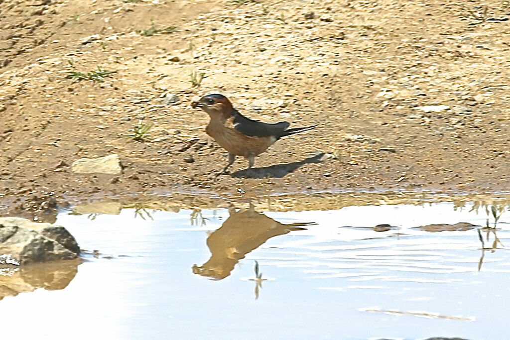 Hirondelle rousseline