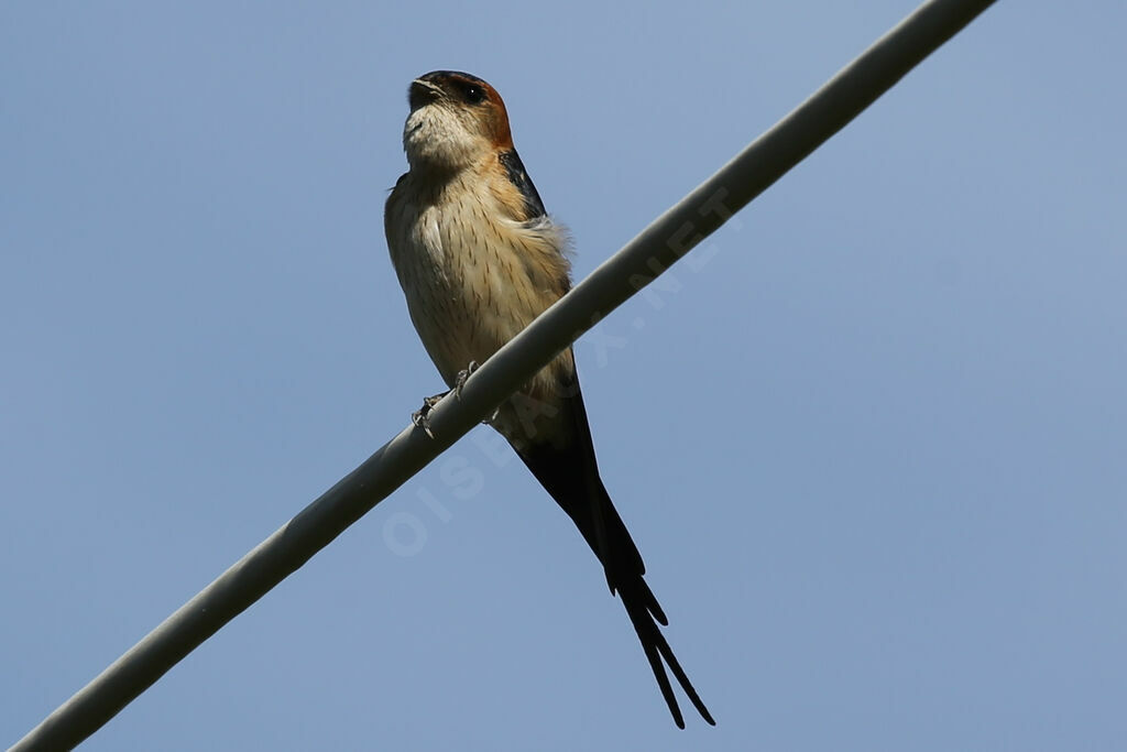 Red-rumped Swallow