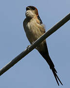 Red-rumped Swallow