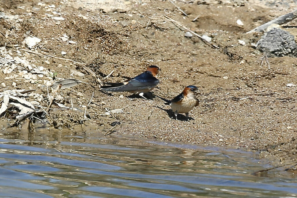 Red-rumped Swallow