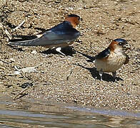 Red-rumped Swallow