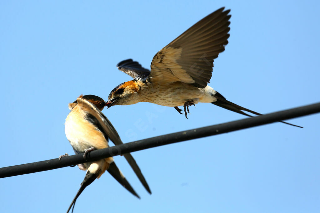 Hirondelle rousseline