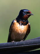 Barn Swallow