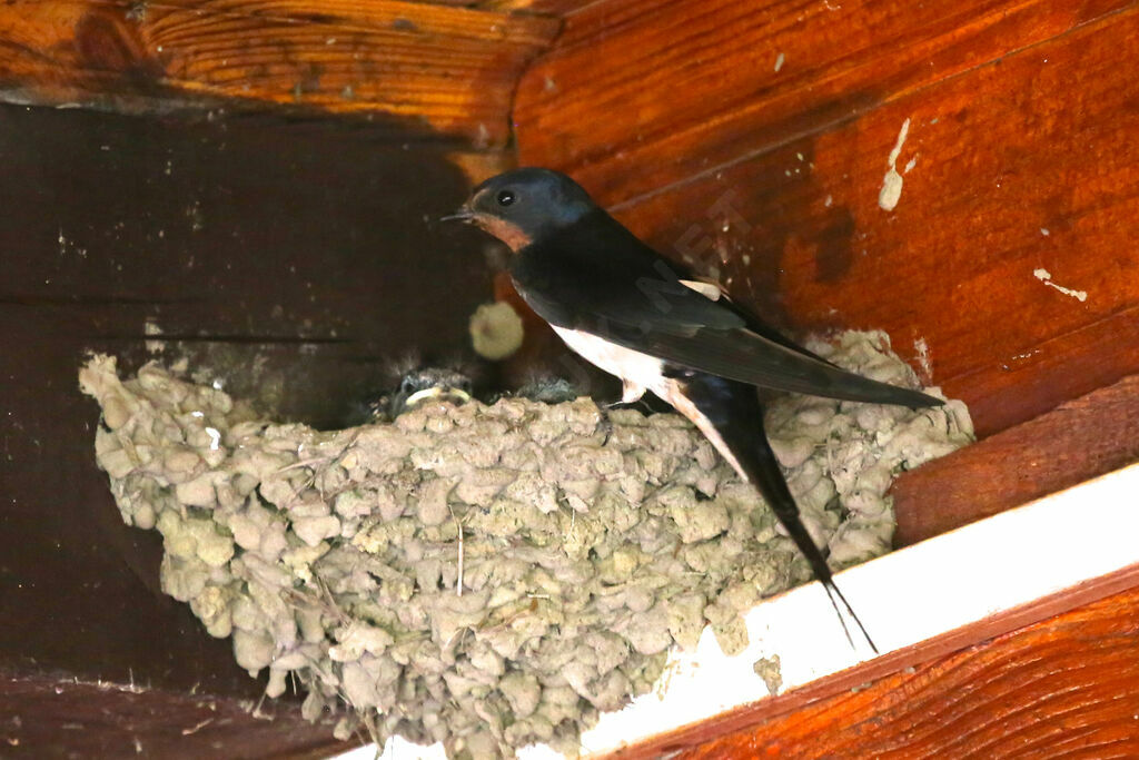 Hirondelle rustique