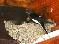 Hirondelle rustique