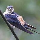 Hirondelle striolée