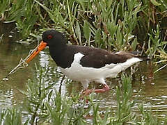 Eurasian Oystercatcher