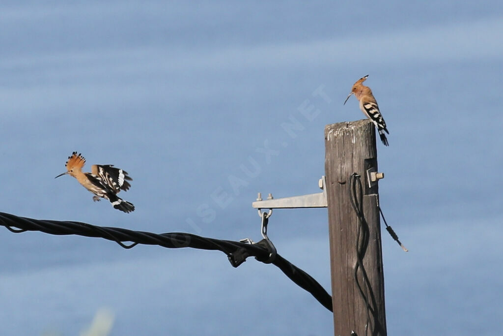 Eurasian Hoopoe