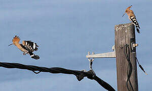 Eurasian Hoopoe