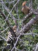 Eurasian Hoopoe