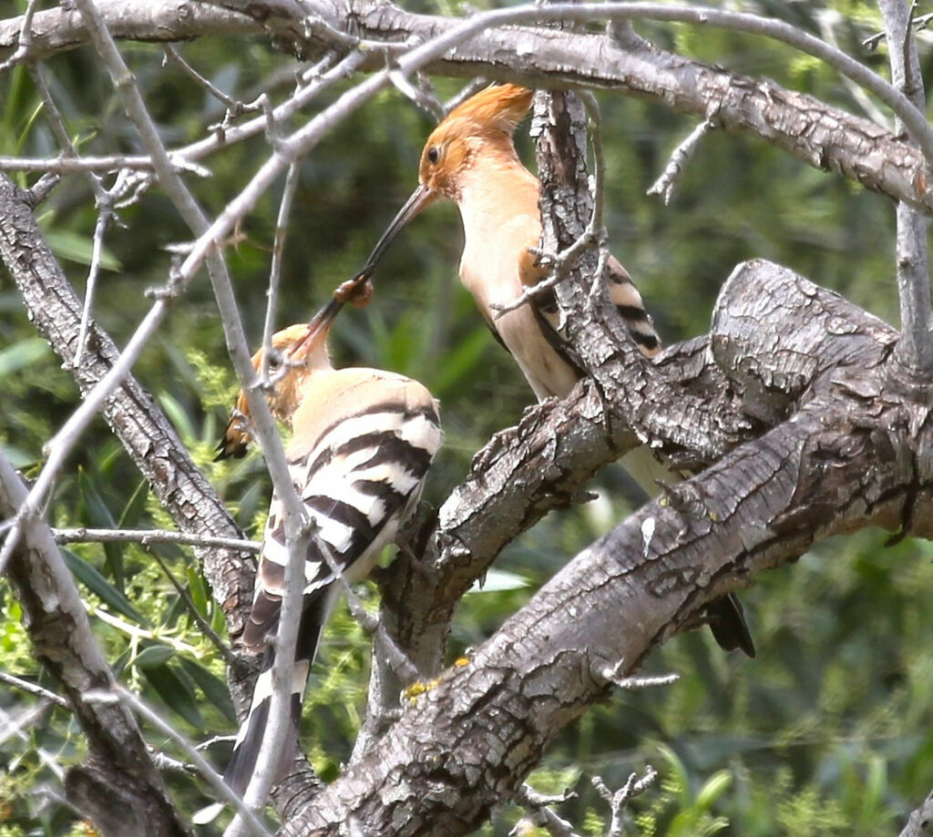 Eurasian Hoopoe