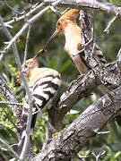 Eurasian Hoopoe