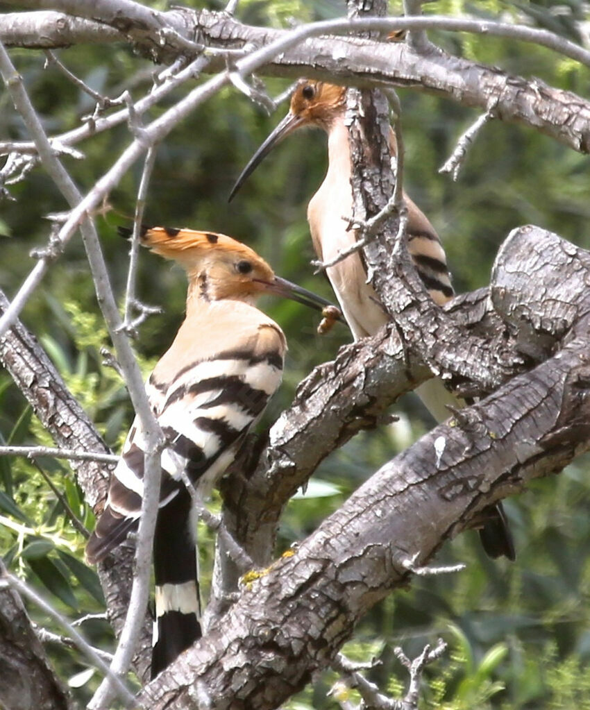 Eurasian Hoopoe