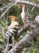 Eurasian Hoopoe