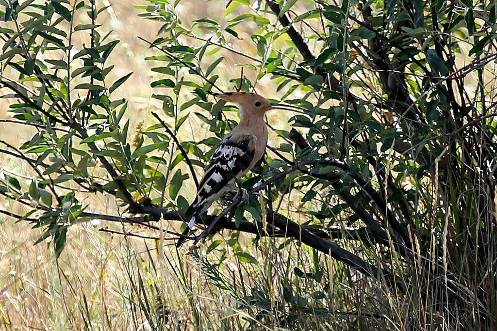 Eurasian Hoopoe