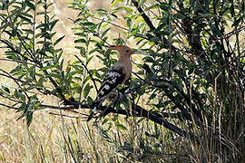 Eurasian Hoopoe