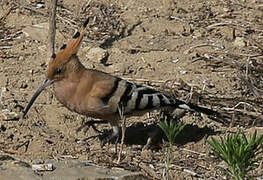 Eurasian Hoopoe