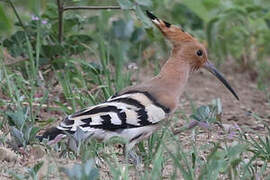 Eurasian Hoopoe