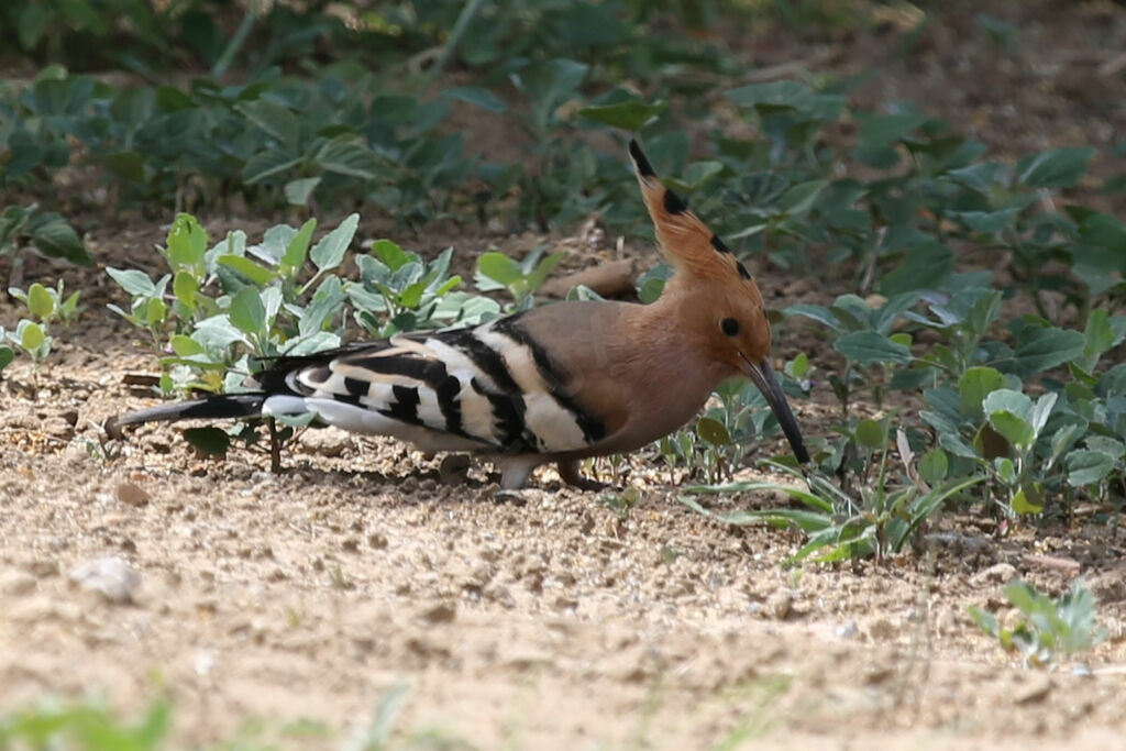 Eurasian Hoopoe